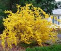 forsythia weekend 20