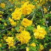 kerria-japonica-pleniflora  20