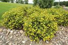 potentilla goldfinger 20