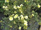 potentilla tillford cream 20