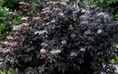 sambucus black beauty 30