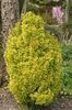 berberis golden-torch-25