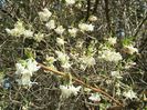 lonicera fragrantissima 25