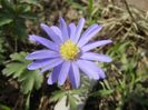 Anemone Blue Shades (2018, April 07)