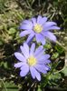 Anemone Blue Shades (2018, April 09)