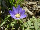 Anemone Blue Shades (2018, April 09)