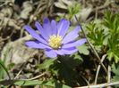 Anemone Blue Shades (2018, April 09)