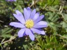 Anemone Blue Shades (2018, April 09)