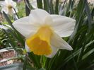 Narcissus Salome (2018, April 07)