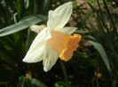 Narcissus Salome (2018, April 09)