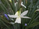 Narcissus Thalia (2018, April 09)