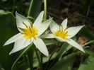 Tulipa Turkestanica (2018, April 07)