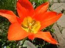 Tulipa Juan (2018, April 09)