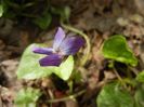 Sweet Violet (2018, April 07)