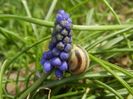 Muscari armeniacum (2018, April 07)