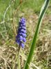 Muscari armeniacum (2018, April 09)