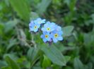 Myosotis alpestris (2018, April 09)