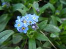 Myosotis alpestris (2018, April 09)