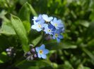 Myosotis alpestris (2018, April 09)