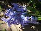Hyacinth Delft Blue (2018, April 09)