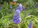 Muscari armeniacum (2018, April 10)