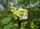 White Lilac Tree (2018, April 11)