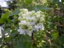 White Lilac Tree (2018, April 13)