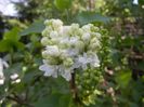 White Lilac Tree (2018, April 13)