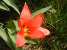 Tulipa Toronto (2018, April 11)