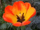 Tulipa Orange Bowl (2018, April 12)