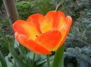 Tulipa Orange Bowl (2018, April 12)