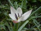 Tulipa Peppermint Stick (2018, April 14)