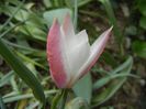 Tulipa Peppermint Stick (2018, April 15)