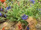 Pulmonaria longifolia EB Anderson