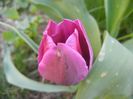 Tulipa Purple Flag (2018, April 13)