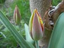Tulipa Mickey Mouse (2018, April 13)