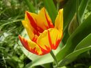 Tulipa Mickey Mouse (2018, April 13)