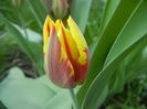 Tulipa Mickey Mouse (2018, April 13)