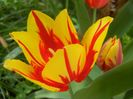 Tulipa Mickey Mouse (2018, April 14)