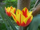 Tulipa Mickey Mouse (2018, April 14)