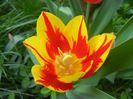 Tulipa Mickey Mouse (2018, April 14)