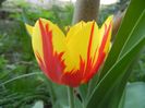 Tulipa Mickey Mouse (2018, April 14)