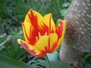 Tulipa Mickey Mouse (2018, April 14)