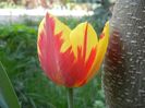 Tulipa Mickey Mouse (2018, April 14)
