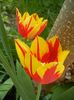 Tulipa Mickey Mouse (2018, April 14)