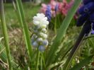 Muscari Peppermint (2018, April 11)