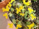 Sedum palmeri