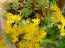 Sedum palmeri