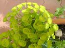 Euphorbia amygdaloides