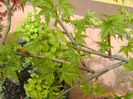 Liquidambar